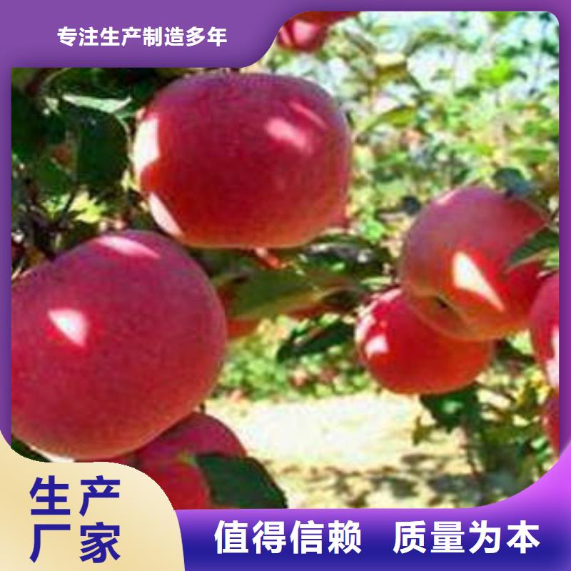 红富士苹果嘎啦苹果应用广泛