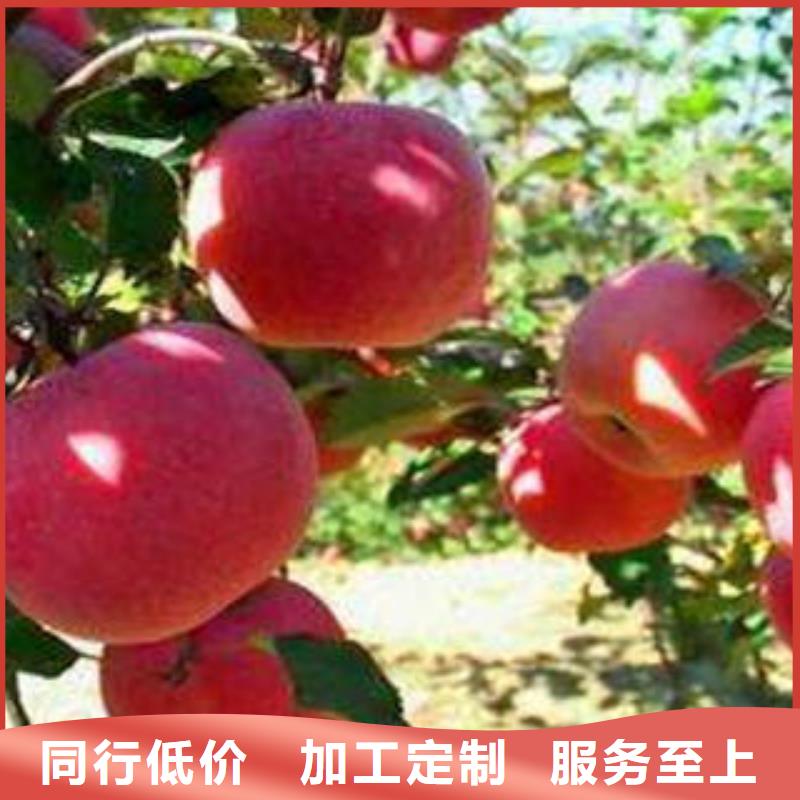 红富士苹果苹果种植基地分类和特点