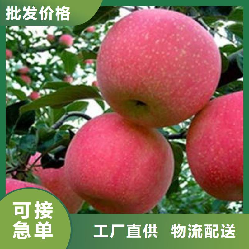 红富士苹果嘎啦苹果应用广泛