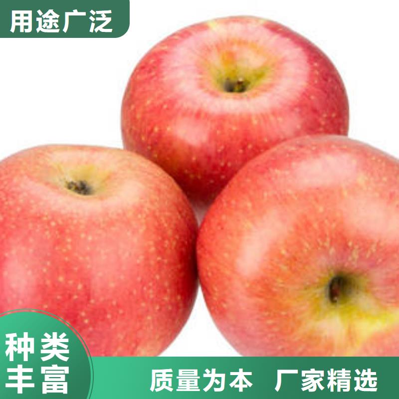 红富士苹果苹果种植基地货到付款
