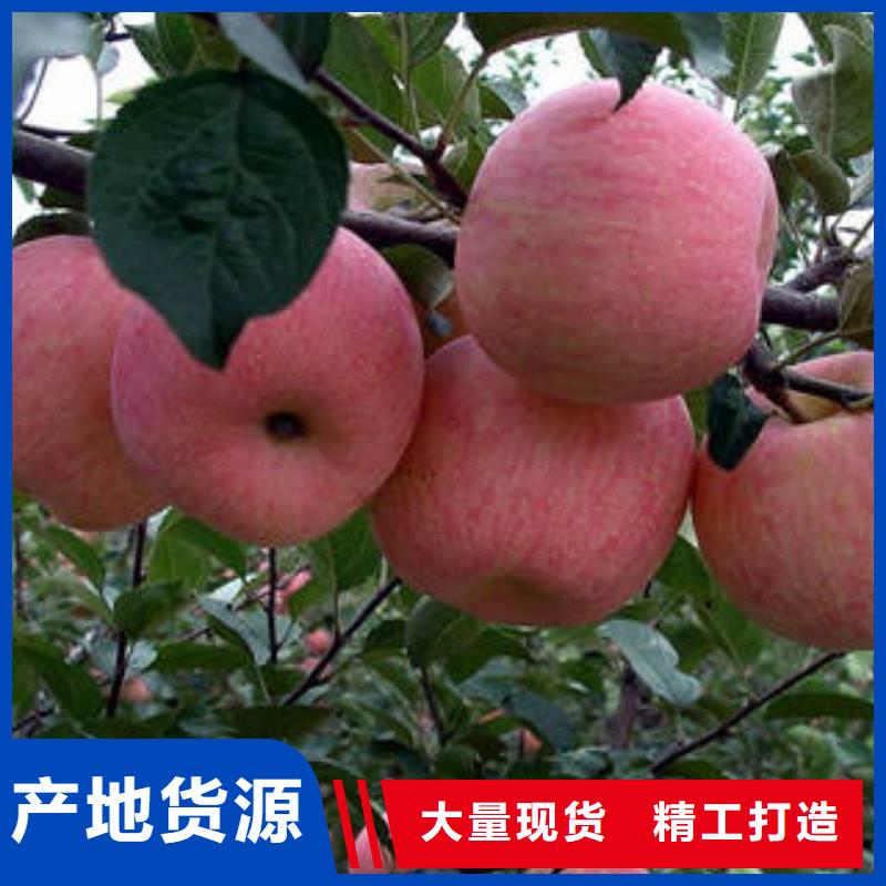 红富士苹果苹果种植基地货到付款