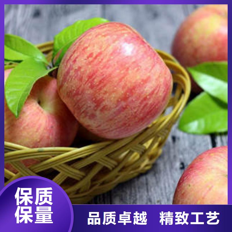 红富士苹果苹果种植基地品质之选