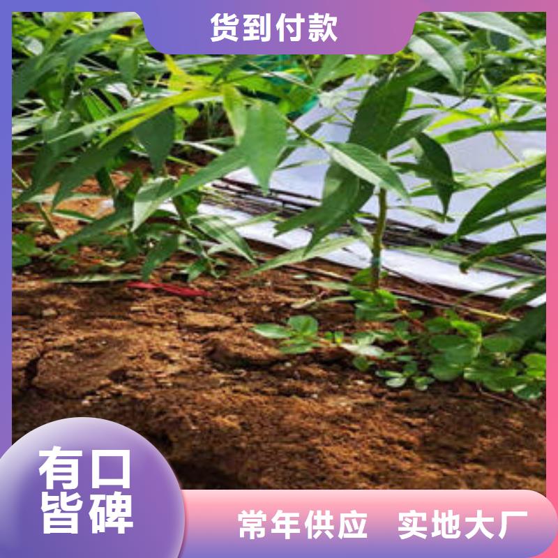 桃树苗,【板栗苗】实力厂商_兴海苗木种植社(济南市分公司)