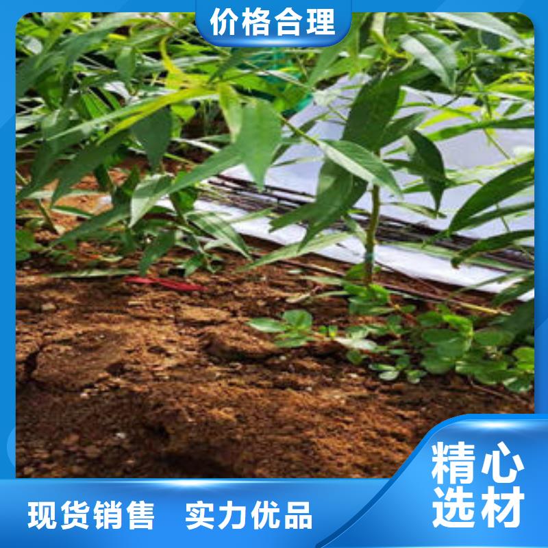 板栗苗视频-板栗苗(兴海)覆盖地域山东省淄博市高青|周村|济南|滨州|东营|泰安|临沂