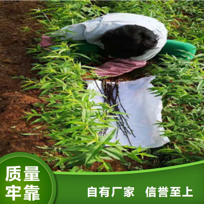 桃树苗诚信厂家