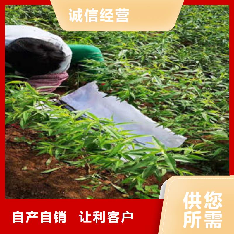 板栗苗视频-白银市板栗苗-该地可服务区域靖远|景泰|临夏|定西|甘南|张掖|天水|兰州