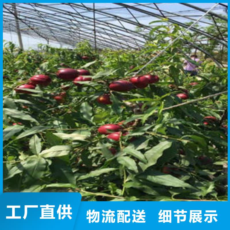 桃树苗诚信厂家