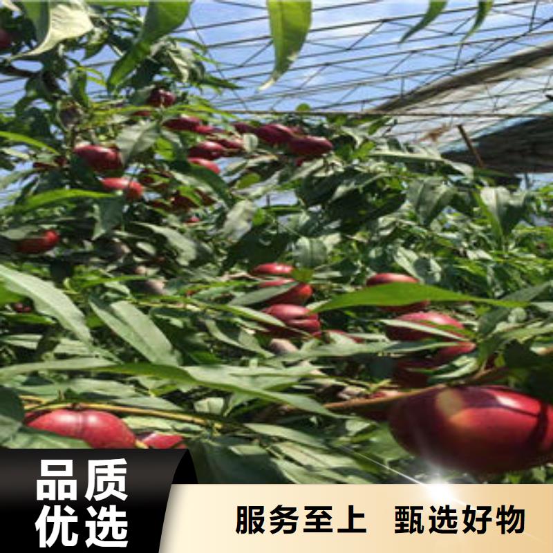 桃树苗,【板栗苗】实力厂商_兴海苗木种植社(济南市分公司)