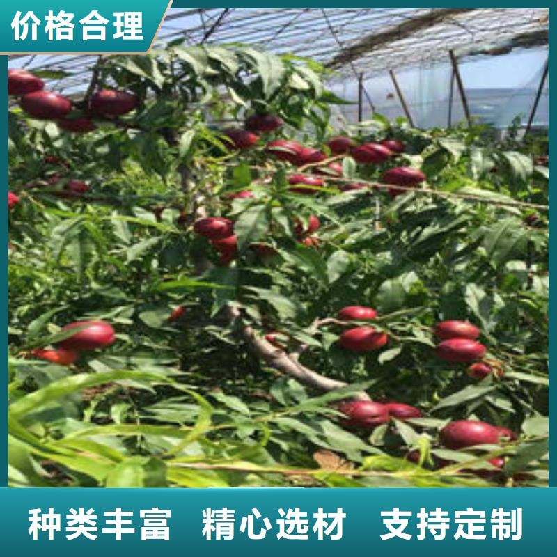 板栗苗视频-白银市板栗苗-该地可服务区域靖远|景泰|临夏|定西|甘南|张掖|天水|兰州