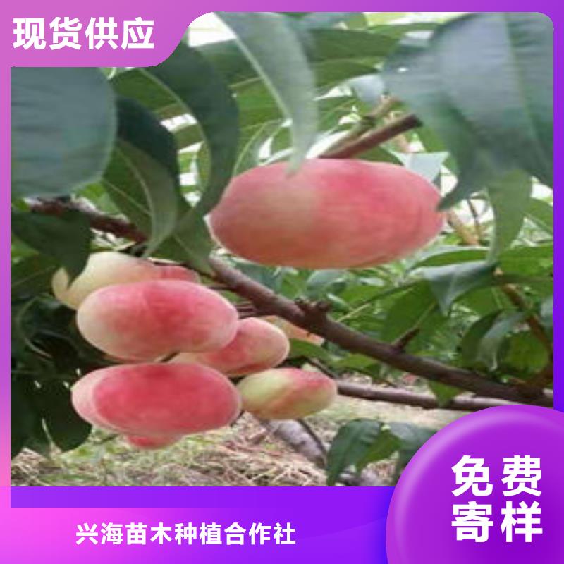 桃树苗,【板栗苗】实力厂商_兴海苗木种植社(济南市分公司)