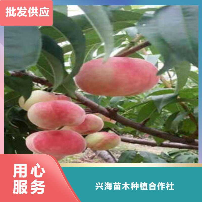 板栗苗视频-板栗苗(兴海)覆盖地域山东省淄博市高青|周村|济南|滨州|东营|泰安|临沂