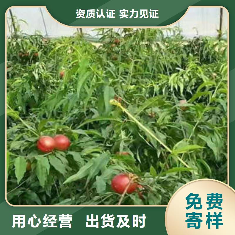 板栗苗视频-白银市板栗苗-该地可服务区域靖远|景泰|临夏|定西|甘南|张掖|天水|兰州