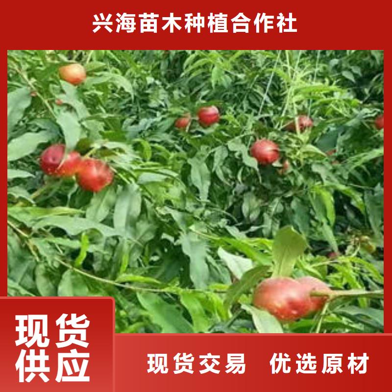 桃树苗诚信厂家
