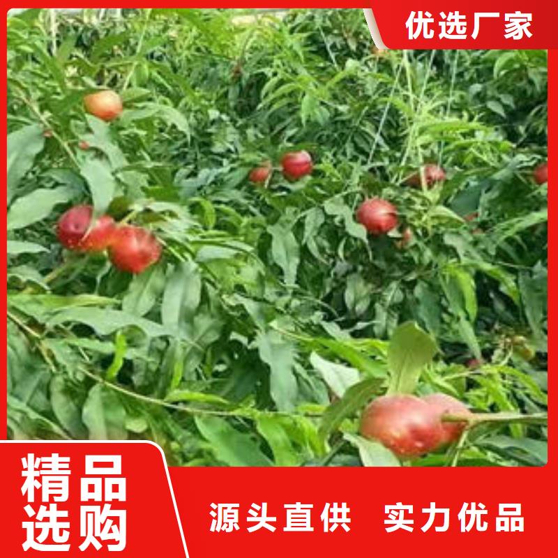桃树苗诚信厂家