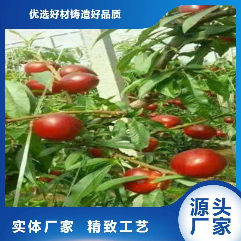 板栗苗视频-白银市板栗苗-该地可服务区域靖远|景泰|临夏|定西|甘南|张掖|天水|兰州