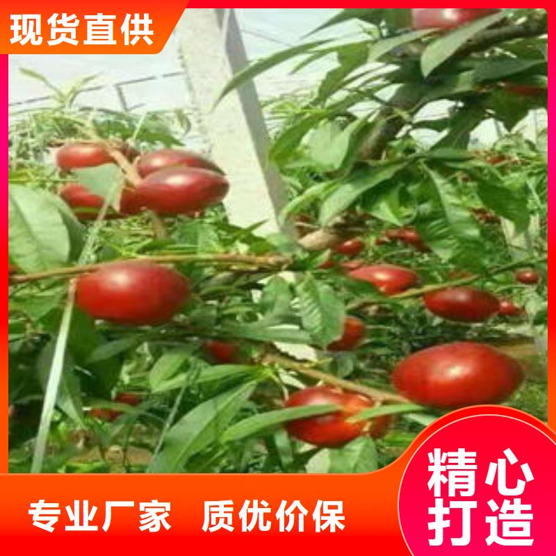 板栗苗视频-板栗苗(兴海)覆盖地域山东省淄博市高青|周村|济南|滨州|东营|泰安|临沂