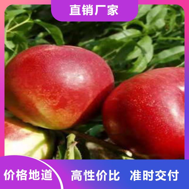 桃树苗诚信厂家