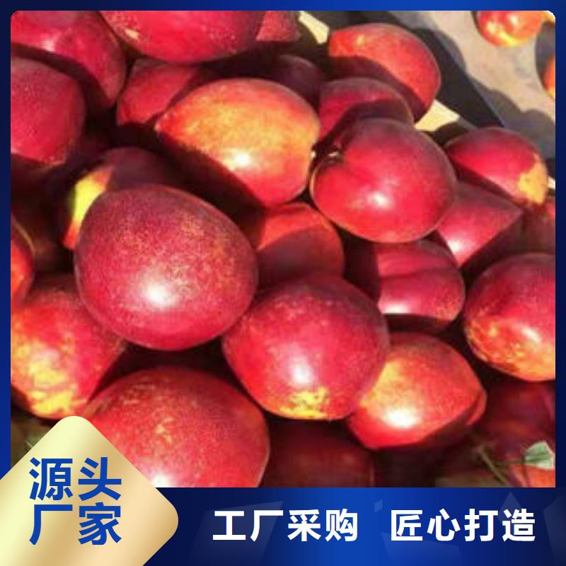 桃树苗李子苗货源足质量好
