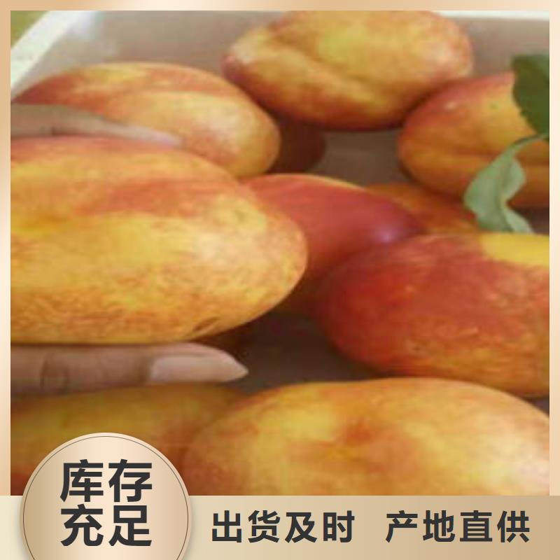板栗苗兴海【桃树苗】_梨树苗专业设计