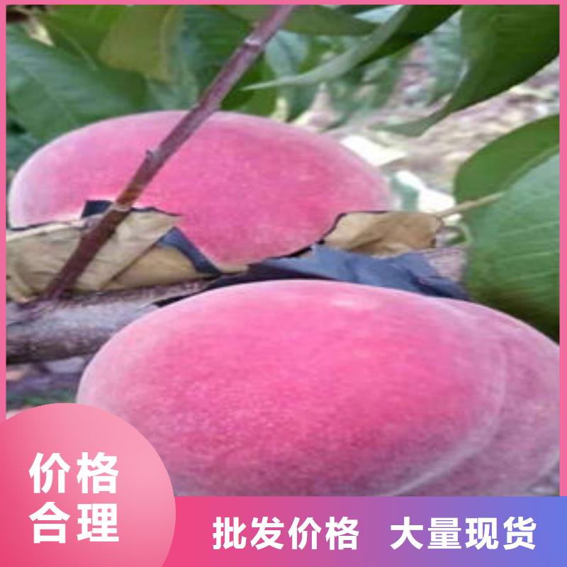 板栗苗视频-白银市板栗苗-该地可服务区域靖远|景泰|临夏|定西|甘南|张掖|天水|兰州