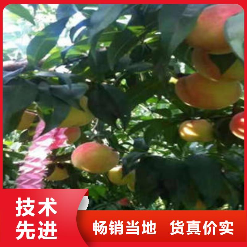 桃树苗,【板栗苗】实力厂商_兴海苗木种植社(济南市分公司)