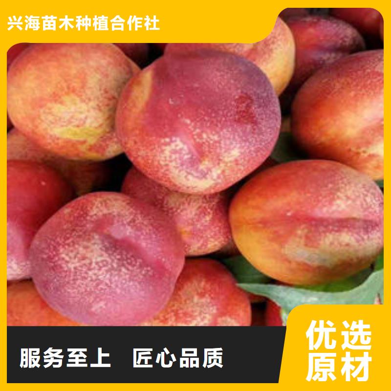 桃树苗诚信厂家