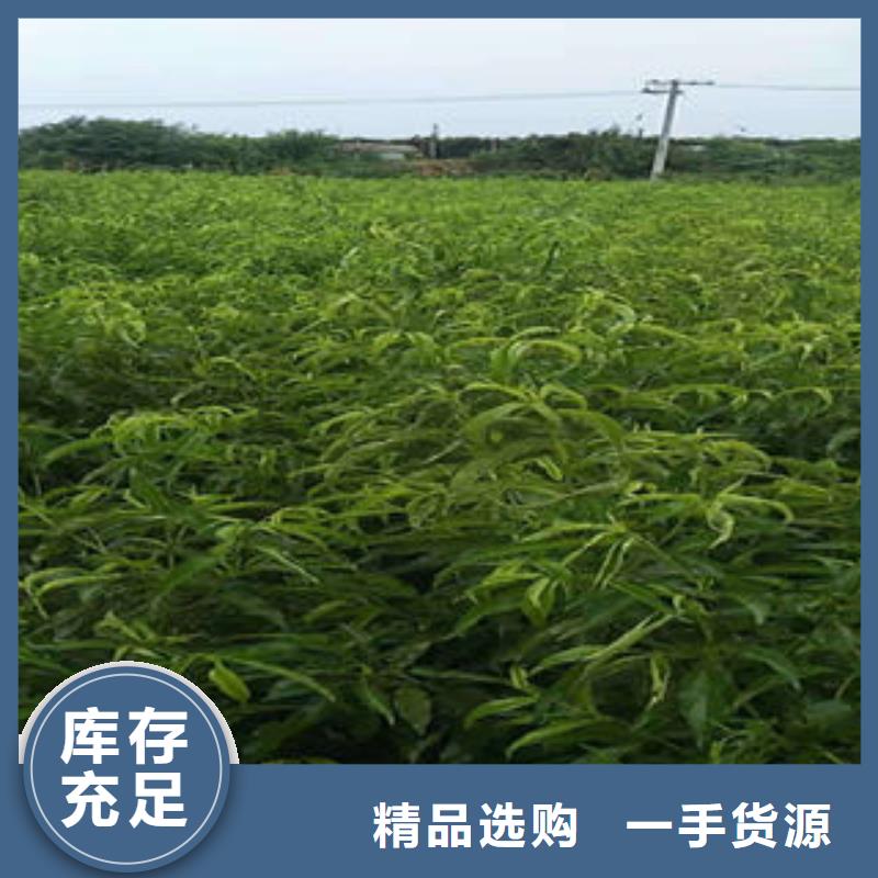 桃树苗李子苗货源足质量好