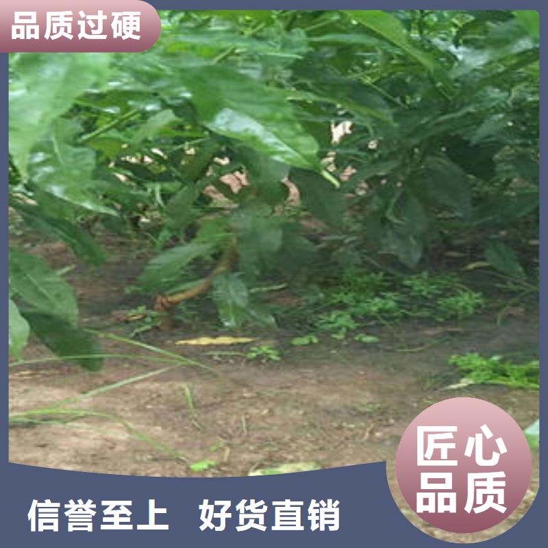 板栗苗视频-板栗苗(兴海)覆盖地域山东省淄博市高青|周村|济南|滨州|东营|泰安|临沂