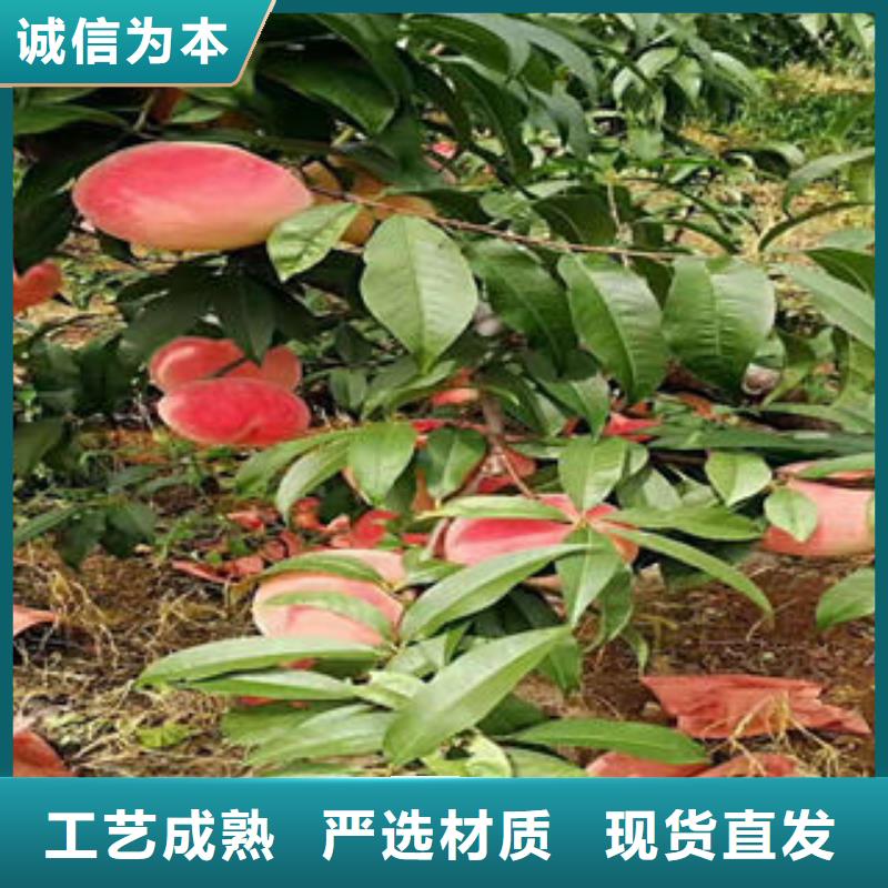 板栗苗视频-白银市板栗苗-该地可服务区域靖远|景泰|临夏|定西|甘南|张掖|天水|兰州