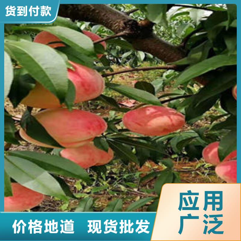 桃树苗诚信厂家
