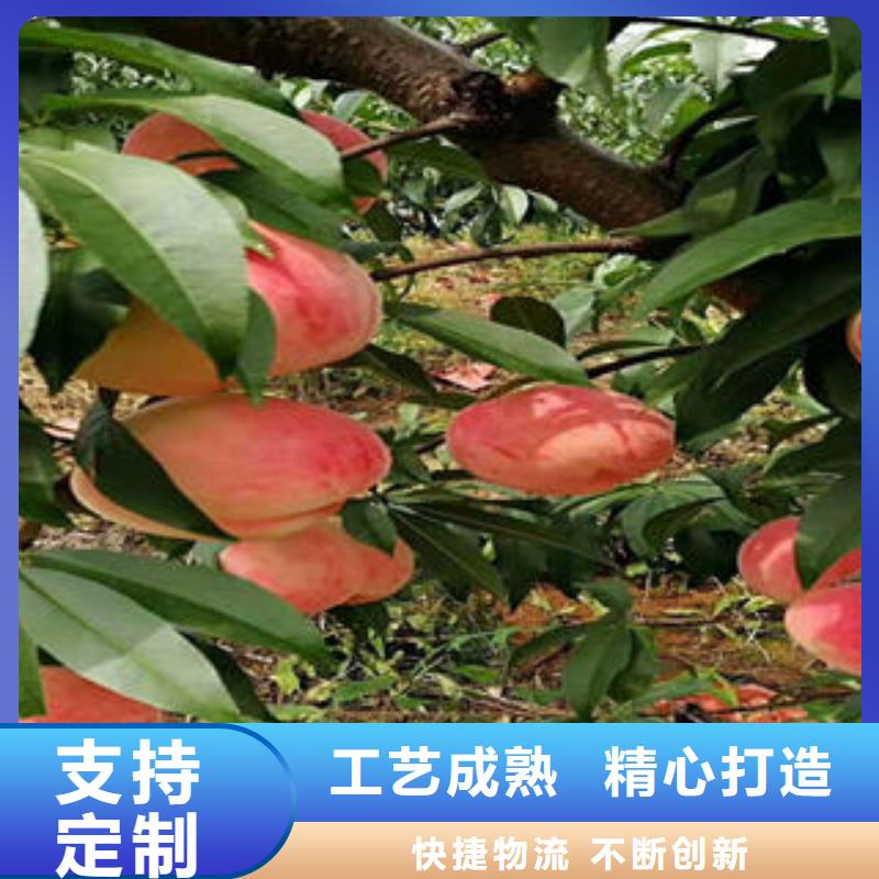 板栗苗视频-白银市板栗苗-该地可服务区域靖远|景泰|临夏|定西|甘南|张掖|天水|兰州