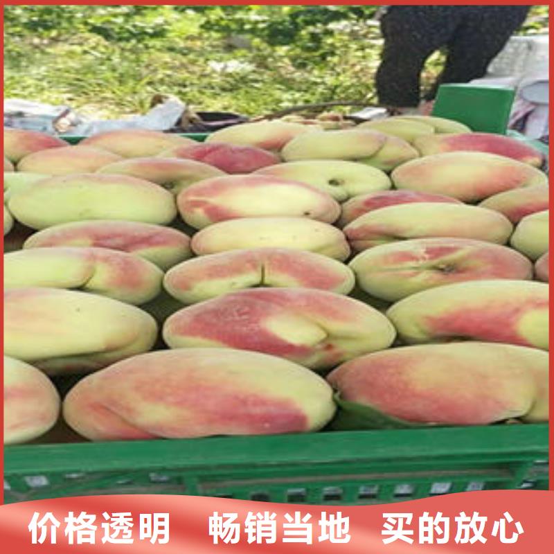 板栗苗视频-板栗苗(兴海)覆盖地域山东省淄博市高青|周村|济南|滨州|东营|泰安|临沂
