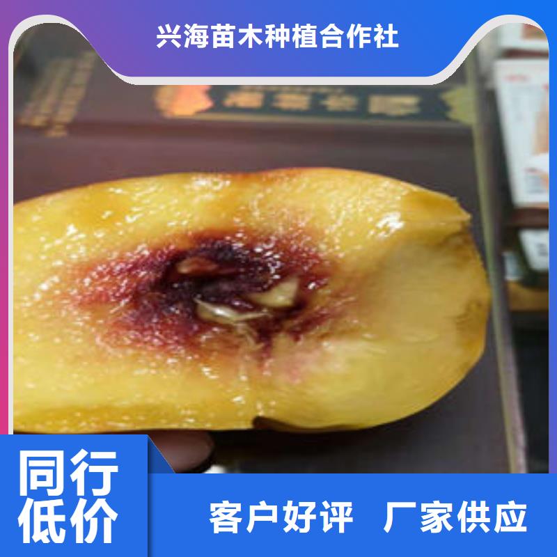桃树苗,【板栗苗】实力厂商_兴海苗木种植社(济南市分公司)