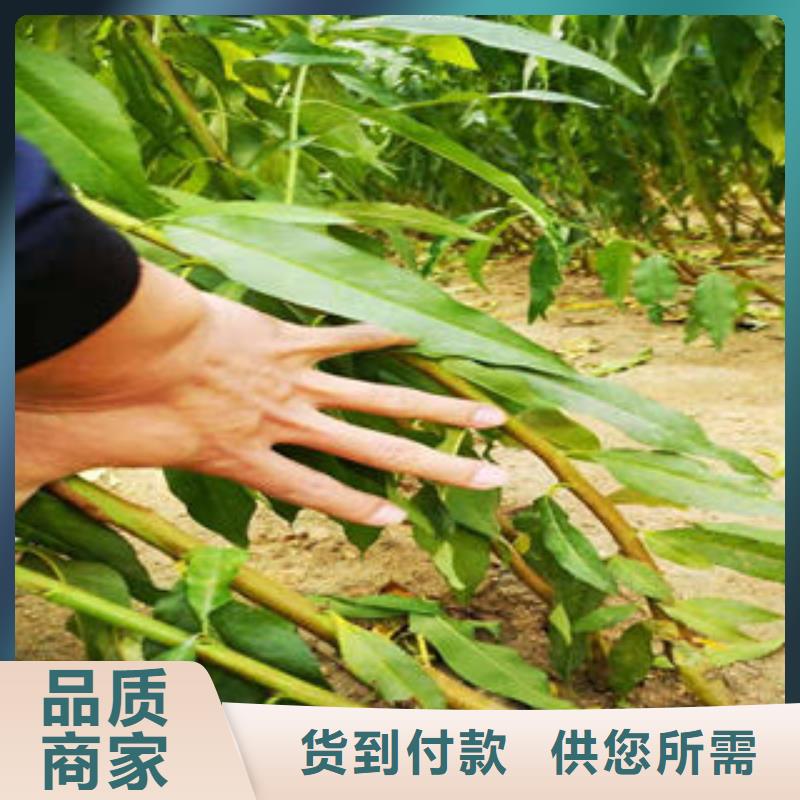 板栗苗视频-白银市板栗苗-该地可服务区域靖远|景泰|临夏|定西|甘南|张掖|天水|兰州