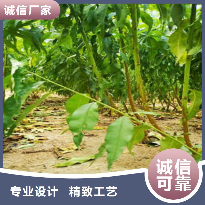 桃树苗诚信厂家