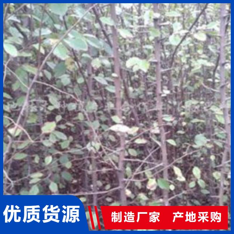 【梨树苗苹果苗实拍展现】