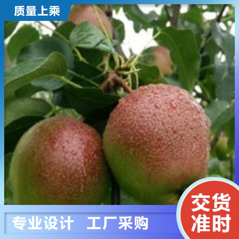 板栗苗视频-板栗苗-湖北省武汉市东西湖|江汉|襄阳|随州|宜昌|咸宁|孝感|黄石【周边】制造商