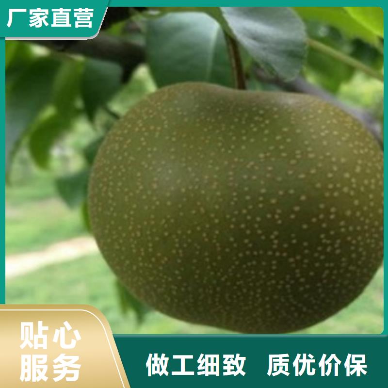 板栗苗视频-板栗苗-湖北省武汉市东西湖|江汉|襄阳|随州|宜昌|咸宁|孝感|黄石【周边】制造商