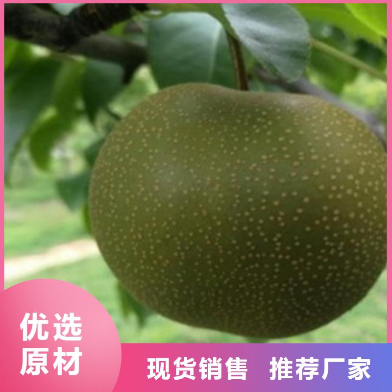 板栗苗视频-板栗苗-湖北省咸宁市通城|崇阳|荆门|恩施|荆州|黄石|襄阳|随州|宜昌同城生产商