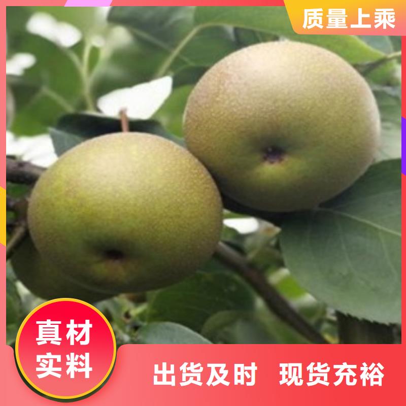 板栗苗视频-板栗苗-湖北省武汉市东西湖|江汉|襄阳|随州|宜昌|咸宁|孝感|黄石【周边】制造商