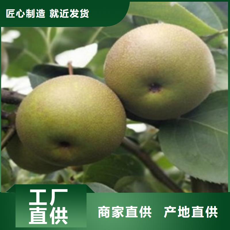 梨树苗苹果苗大量现货供应