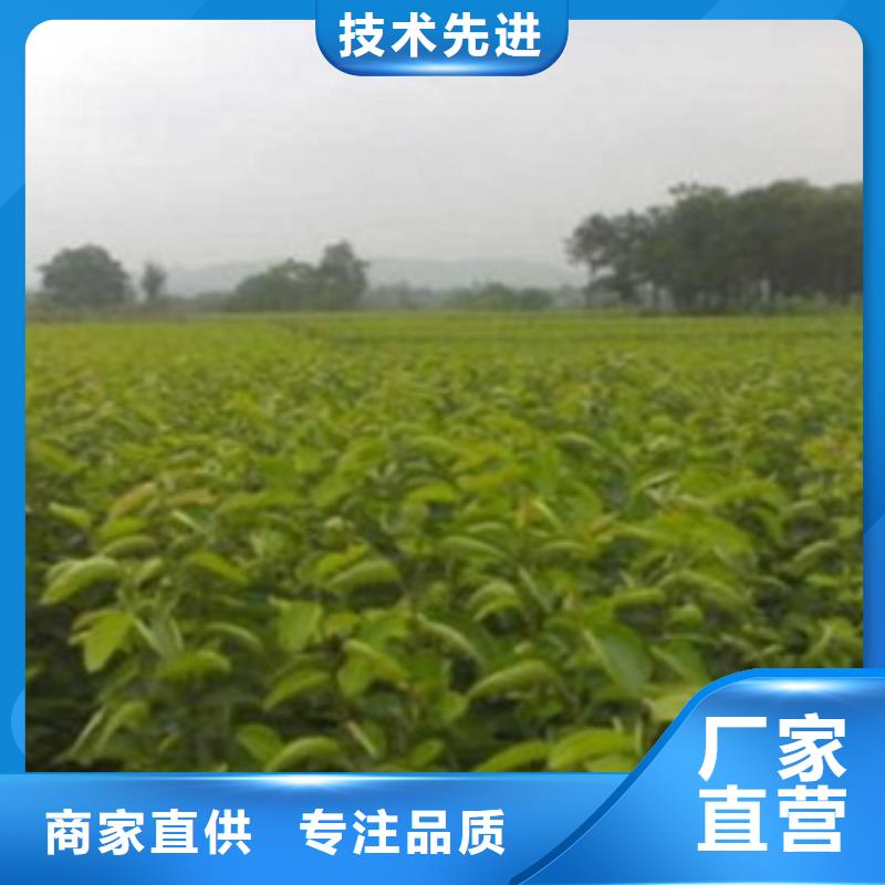 梨树苗苹果苗价格实惠工厂直供