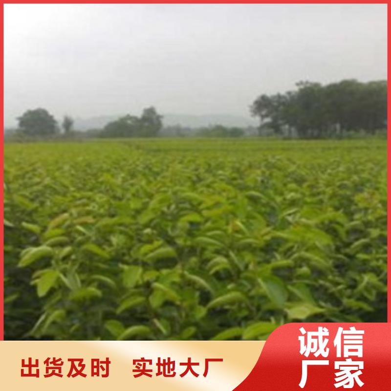 板栗苗视频-板栗苗-湖北省咸宁市通城|崇阳|荆门|恩施|荆州|黄石|襄阳|随州|宜昌同城生产商