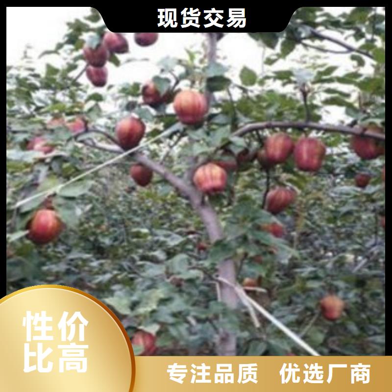 板栗苗视频-板栗苗-湖北省咸宁市通城|崇阳|荆门|恩施|荆州|黄石|襄阳|随州|宜昌同城生产商