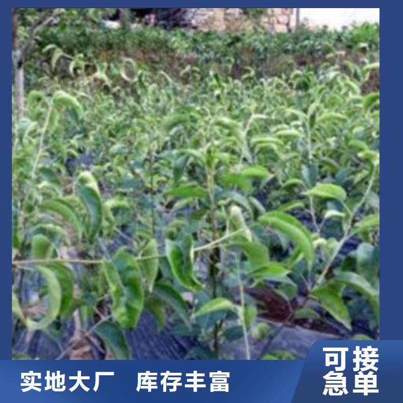 板栗苗视频-板栗苗-湖北省武汉市东西湖|江汉|襄阳|随州|宜昌|咸宁|孝感|黄石【周边】制造商