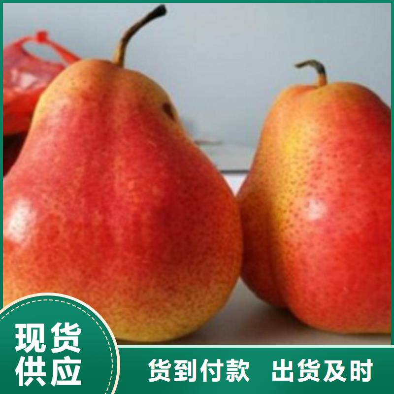 板栗苗视频-板栗苗-湖北省武汉市东西湖|江汉|襄阳|随州|宜昌|咸宁|孝感|黄石【周边】制造商