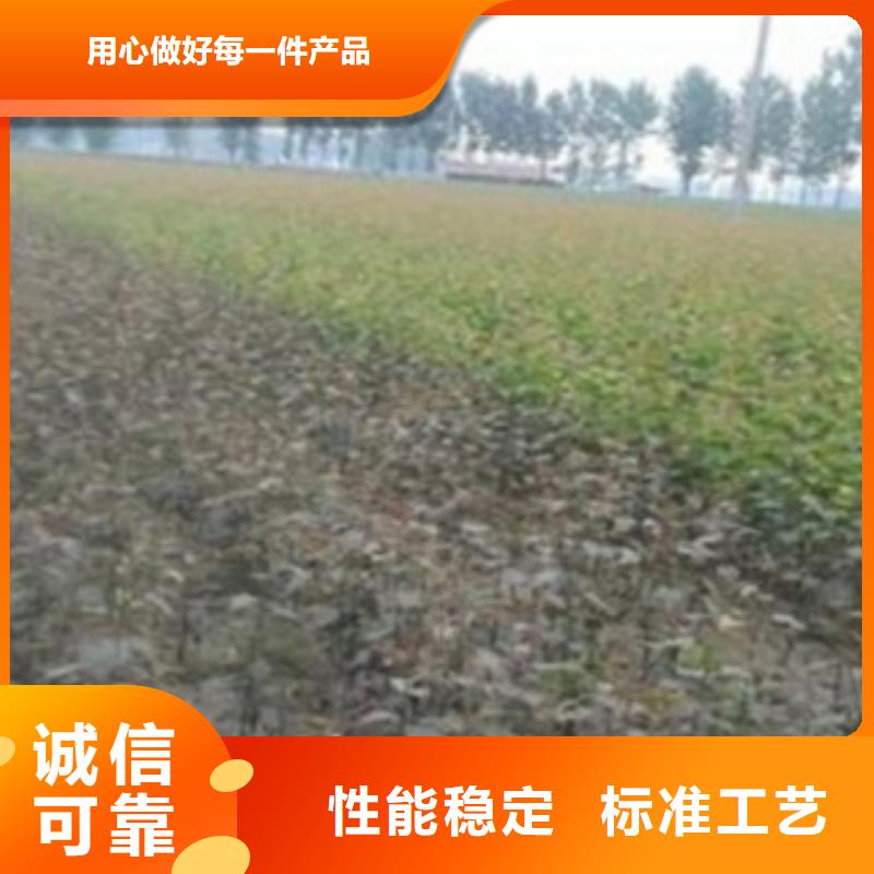 板栗苗视频-板栗苗-湖北省咸宁市通城|崇阳|荆门|恩施|荆州|黄石|襄阳|随州|宜昌同城生产商