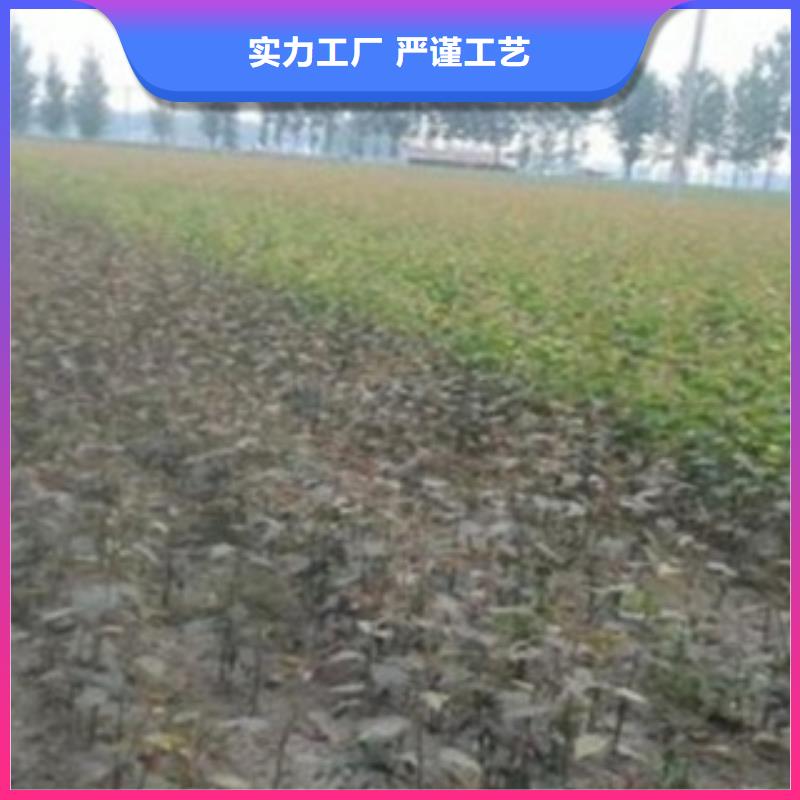 板栗苗视频-板栗苗-湖北省武汉市东西湖|江汉|襄阳|随州|宜昌|咸宁|孝感|黄石【周边】制造商
