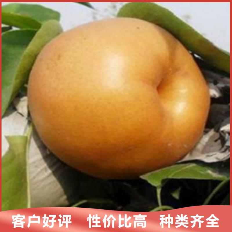 板栗苗视频-板栗苗-湖北省武汉市东西湖|江汉|襄阳|随州|宜昌|咸宁|孝感|黄石【周边】制造商