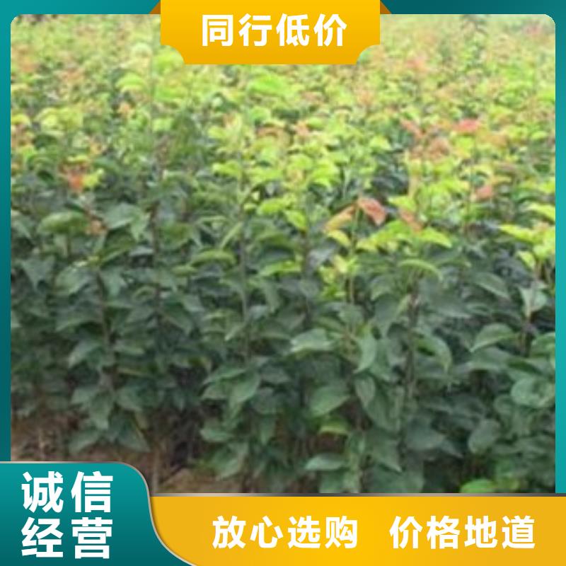 梨树苗苹果苗大量现货供应